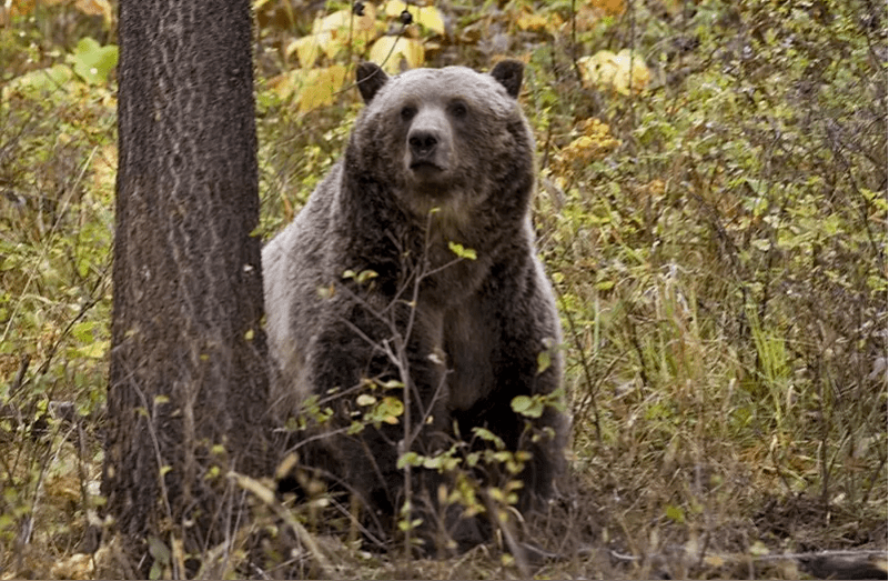 夜间从帐篷里被一头北美灰熊(grizzly bear,又称棕熊)拖出后咬死,营地