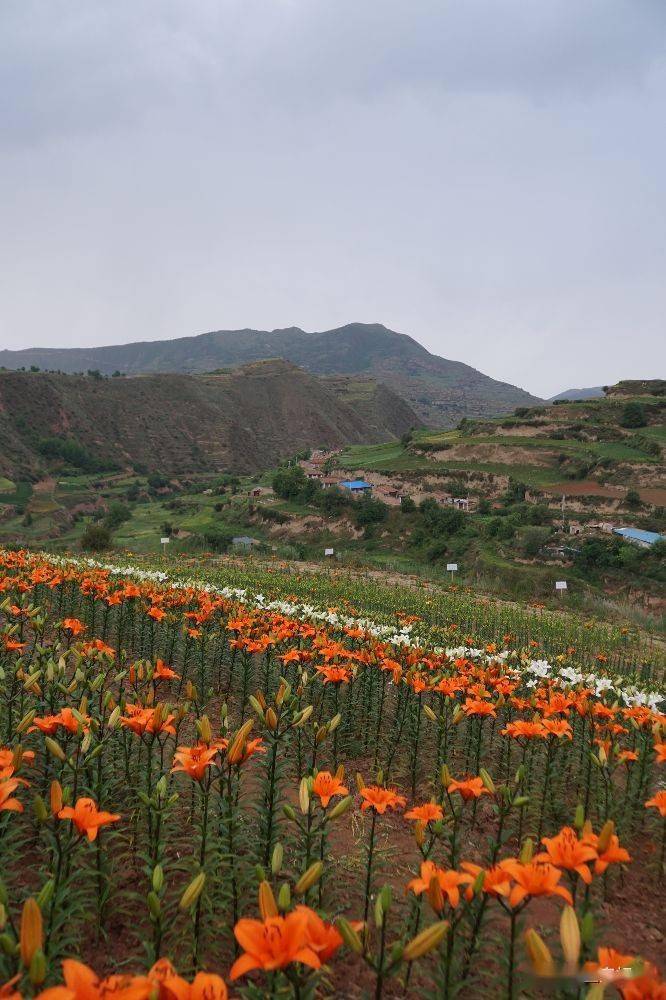 兰州百合花盛开的地方阿干镇孙家沟