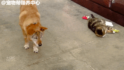 失明狗与老猫一同遭主人遗弃,相依为命感动上千人,结局超意外.