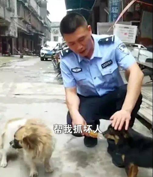 狗子见义勇为帮警察抓坏人,没想到它得到了这个奖励.