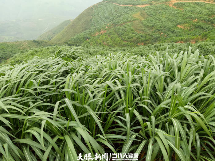 关岭自治县新铺镇长势茂盛的皇竹草产业.