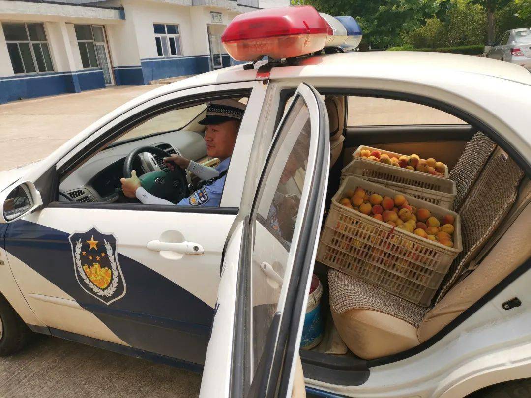 警车变身"运桃车?_桃子