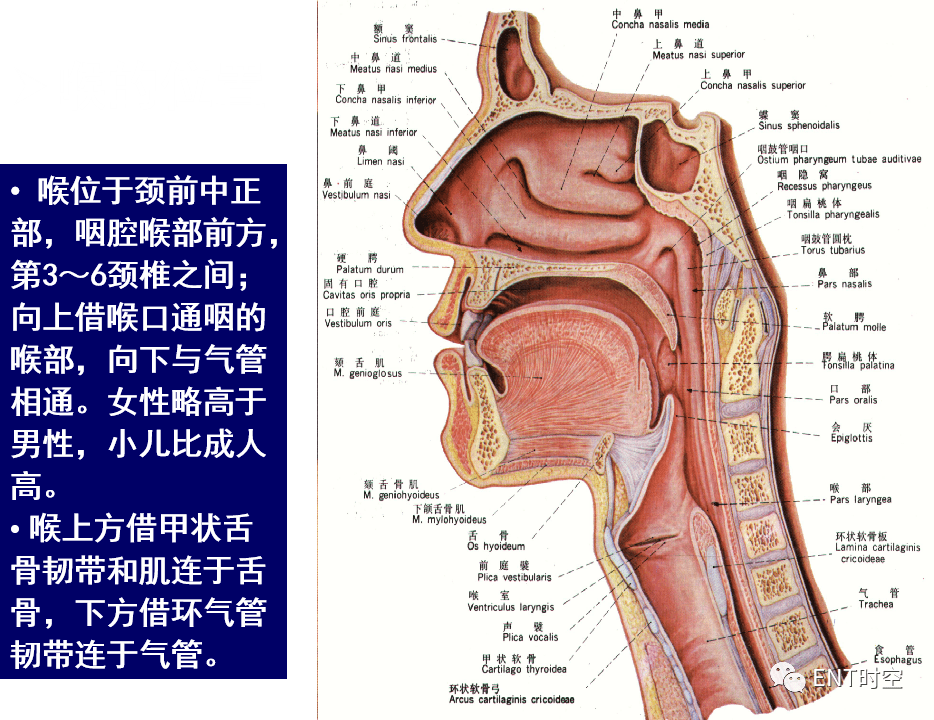 颈部和喉断层解剖