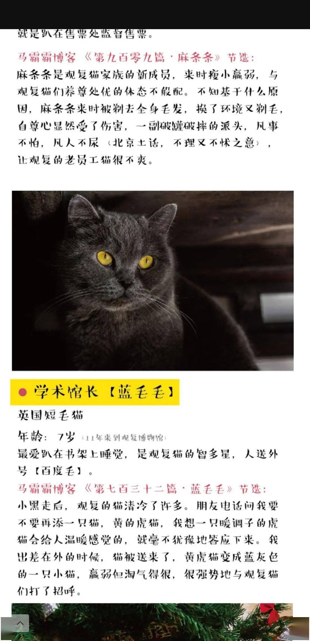 观复猫猫馆长开课讲述你不知道的传统猫文化