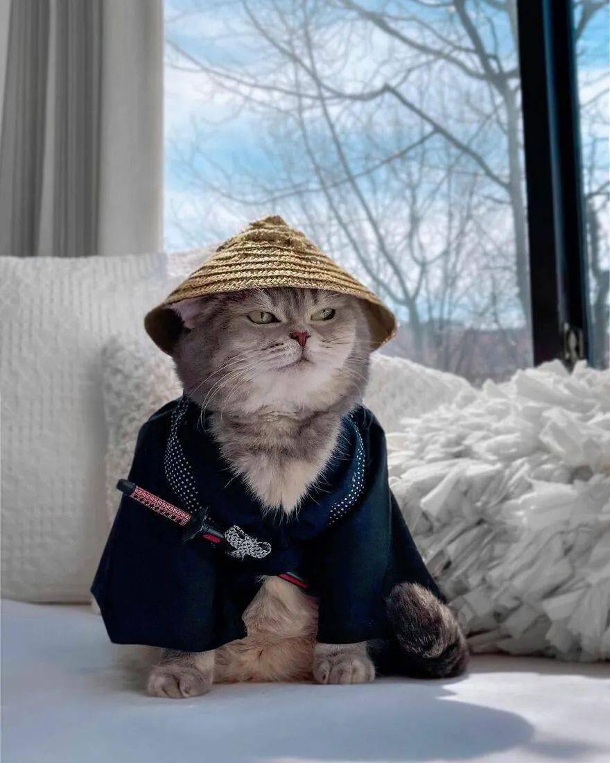 怎么现在一只猫都能这么帅啊