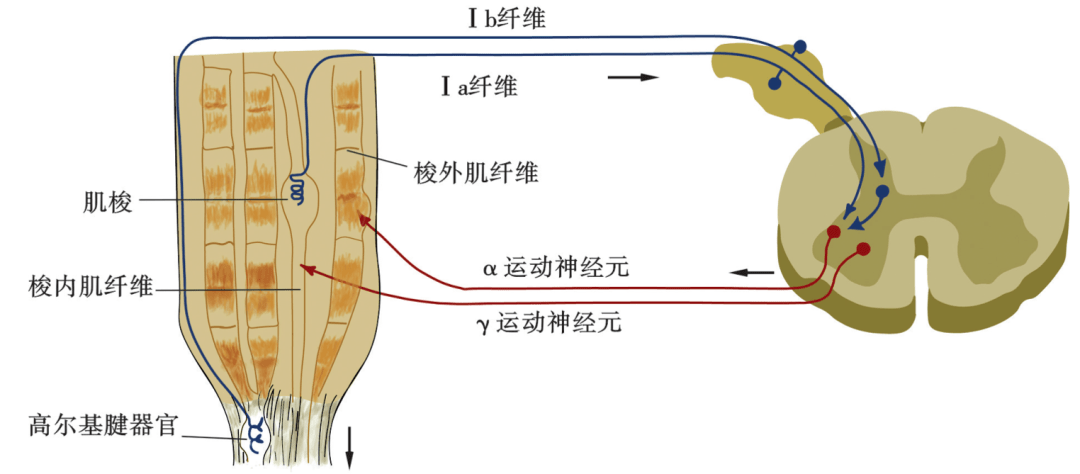 每日一讲第329期αγ运动神经元与疼痛