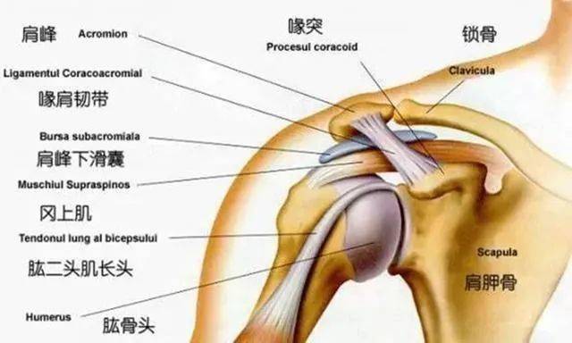 年龄增长还会改变肌肉/肌健和韧带