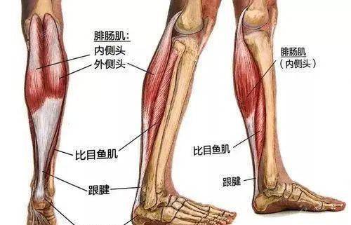 踝关节大于90度,垫脚尖)而比目鱼肌的作用是:站在地面上,使膝关节弯曲