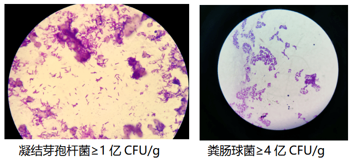 畅美中含有凝结芽孢杆菌和粪肠球菌两种益生菌,可通过生态占位抑制有