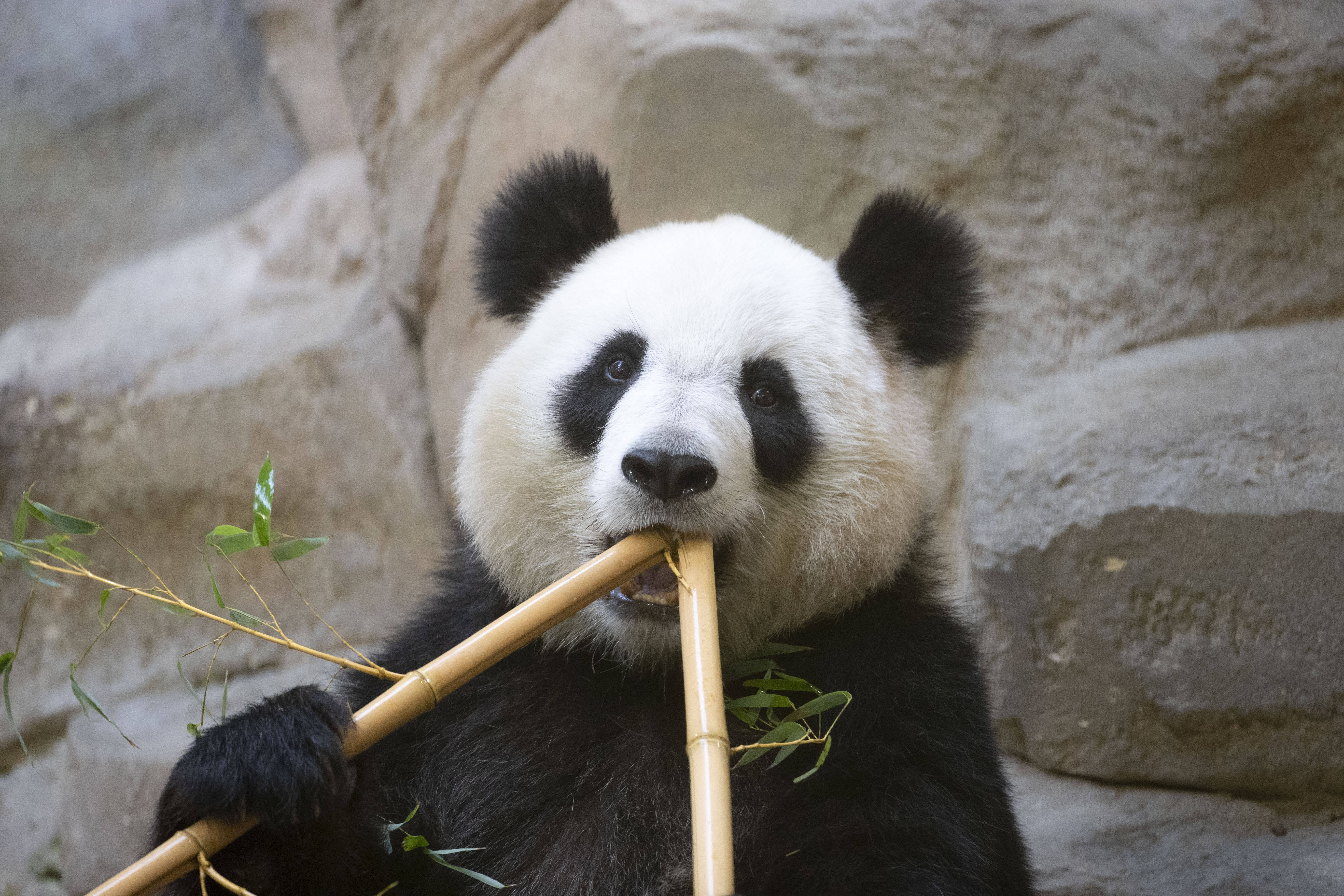中国旅法大熊猫"欢欢"再次怀孕