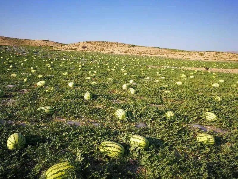 中商超市产地直采宁夏中卫硒砂瓜