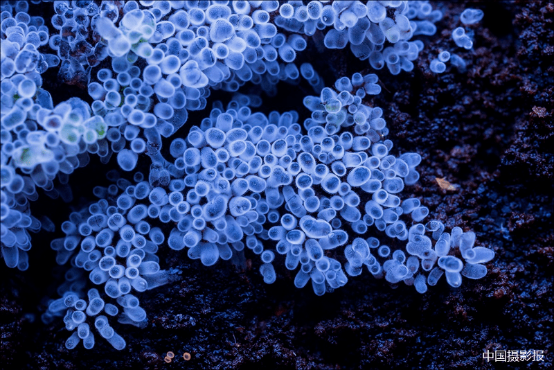 酷似大海生物的鹅绒菌.