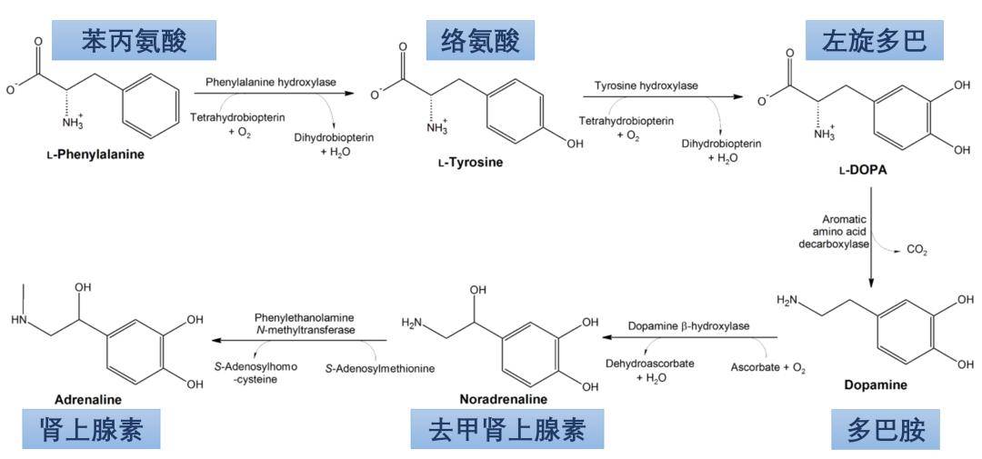 算不算是个神经递质,还是仅仅是去甲肾上腺素合成过程中的一个产物,仍