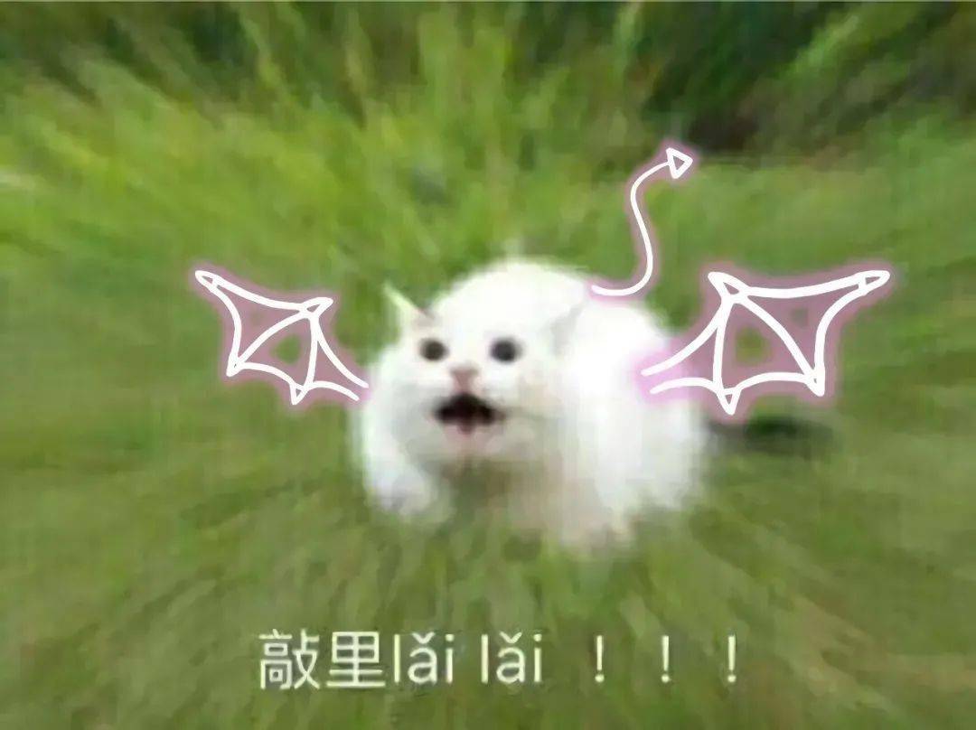 好惨,东北金渐层被遗弃在街头,谁要领养呢?