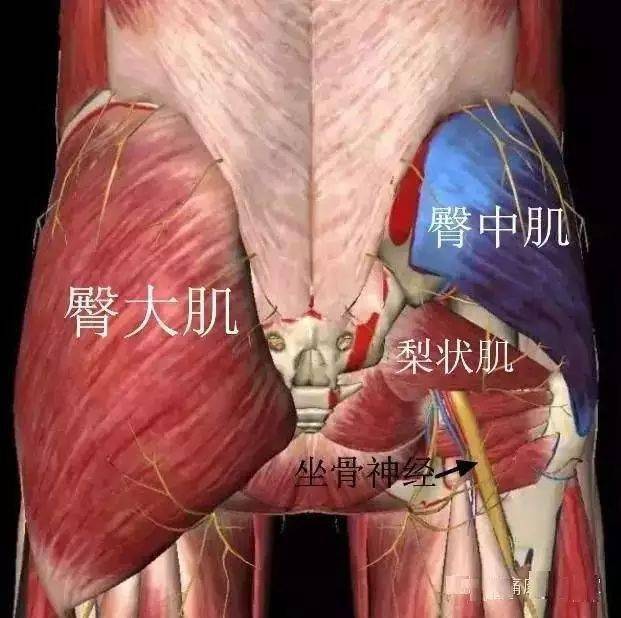 03,可能损伤臀中肌和梨状肌