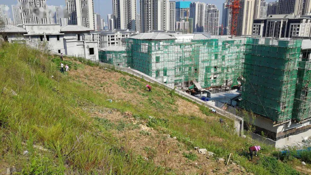 巴南200亩地因为这事儿被整治,周边居民可高兴了!