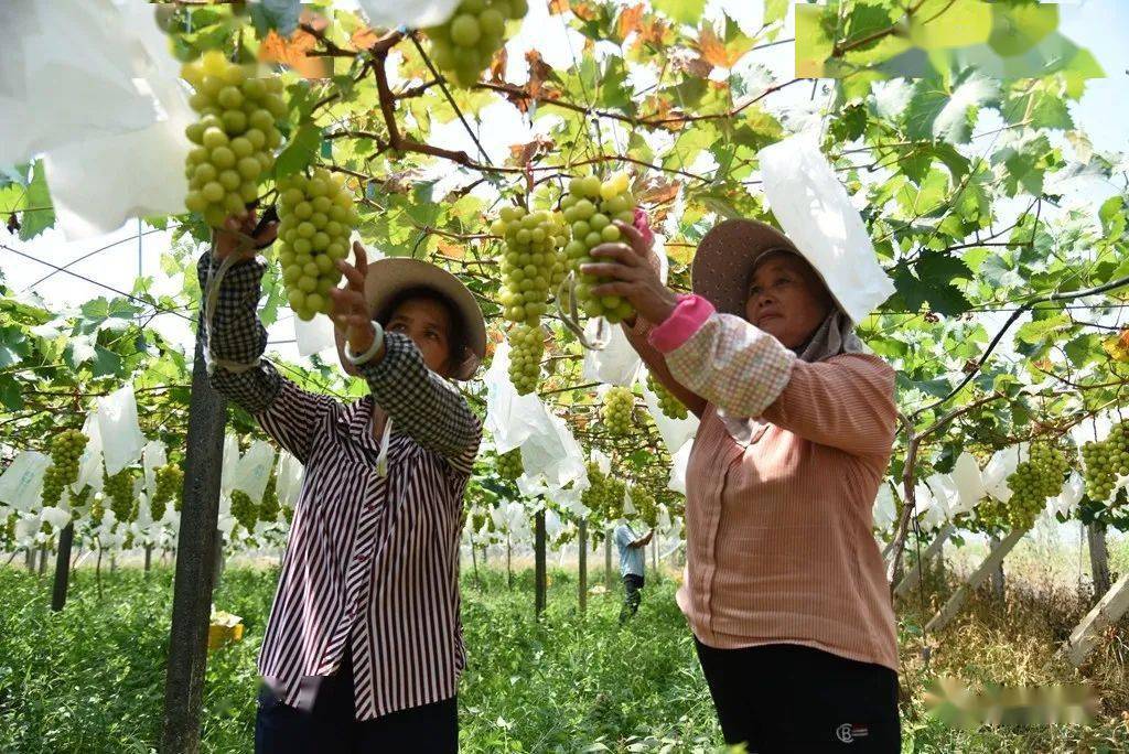 鹿寨呦呦鹿鸣精品葡萄示范区上千亩葡萄传来丰收的喜讯