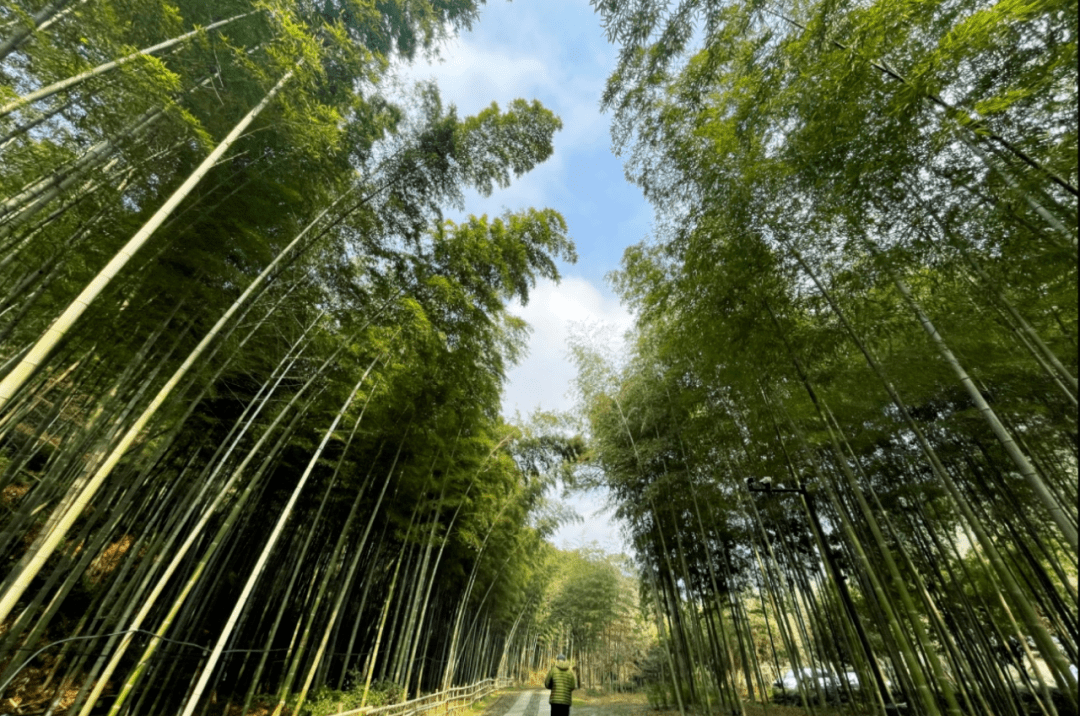 烟花过后先去看它展期仅剩不到2周错过也许再等4年