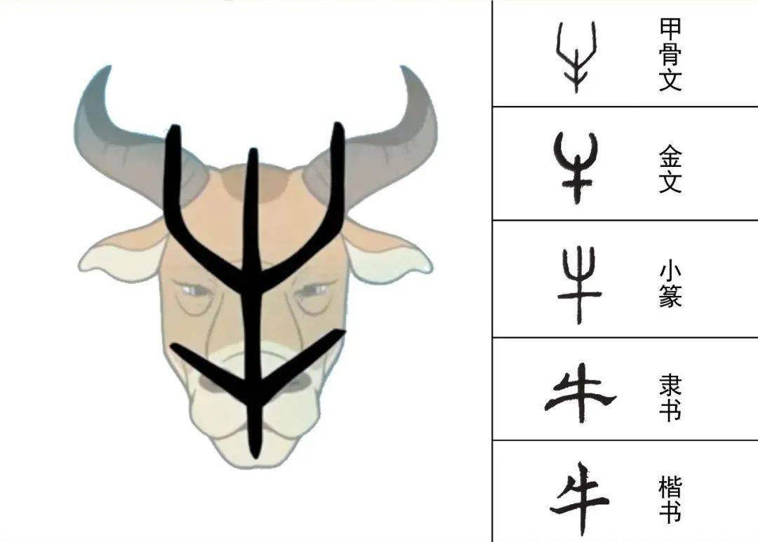 在甲骨文和金文中,"牛"是一个非常形象的字,弯弯的角,一看就是牛头.