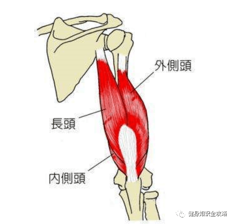 "肱二头肌"与"肱三头肌"肌肉解刨及功能