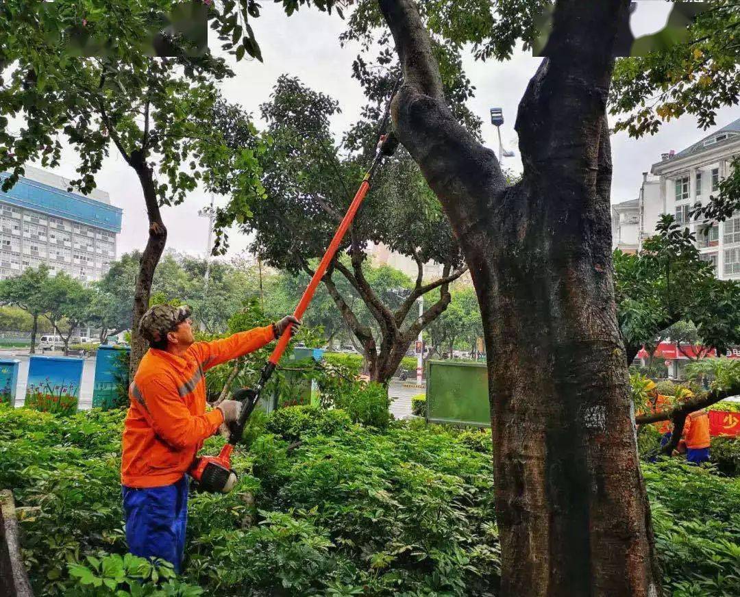 园林植物也需要整形?快来学习整形技巧