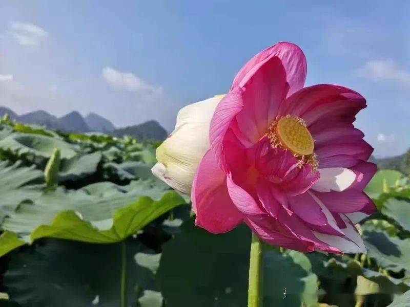 专家称:云南丘北普者黑出现全球首支双色并蒂莲概率为