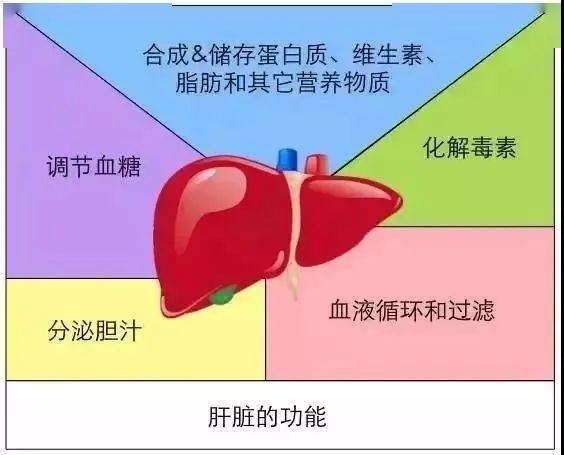 如果肝脏的代谢功能受损,会引发糖尿病,高血脂