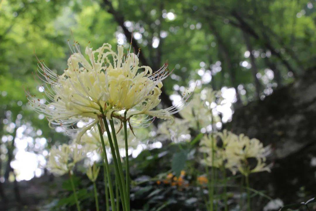 彼岸花不觉间破土而出,让人惊喜也叫"忽的笑" 白色彼岸花细腻纯白