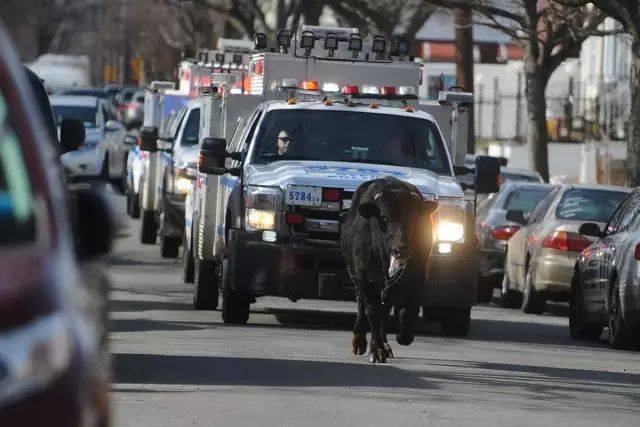 疯狂的大黑牛纽约上演全城寻牛记数十辆警车直升飞机出动