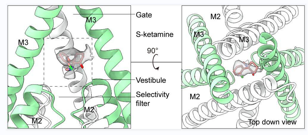 受体|快速抗抑郁药氯胺酮三维结构、作用机制揭示！