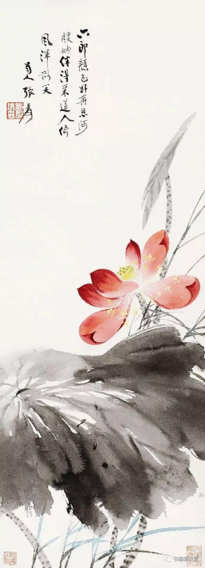 张大千的这些荷花,个个赛美人_书法