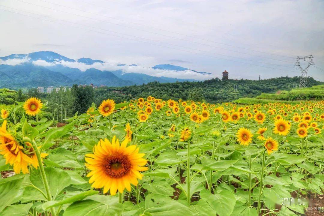 关注 汉阴又一花海网红打卡地正式开园