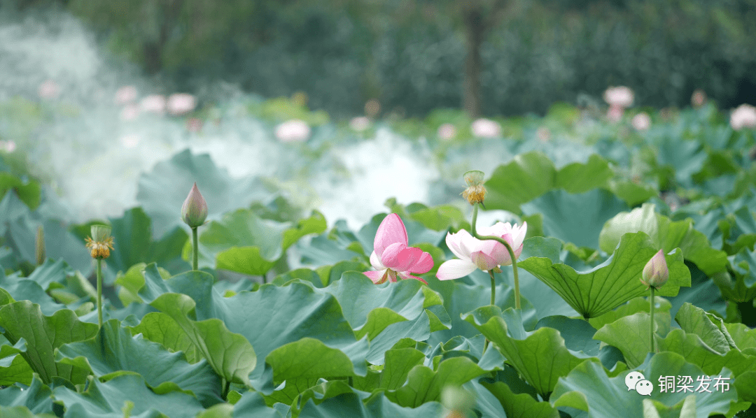 仙气飘飘~快来铜梁这里"荷"夏天"藕"遇