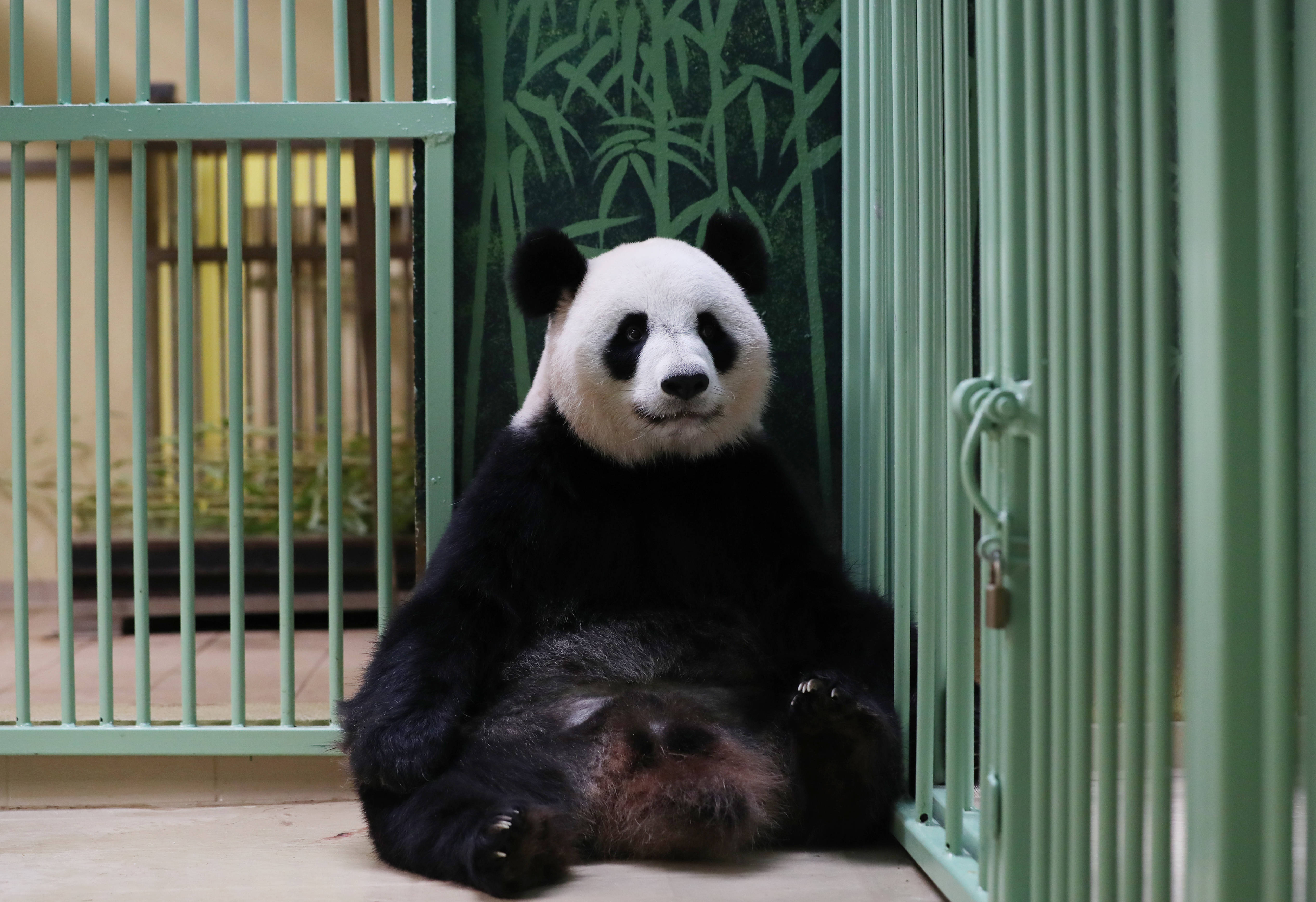 法国:大熊猫"欢欢"诞下双胞胎