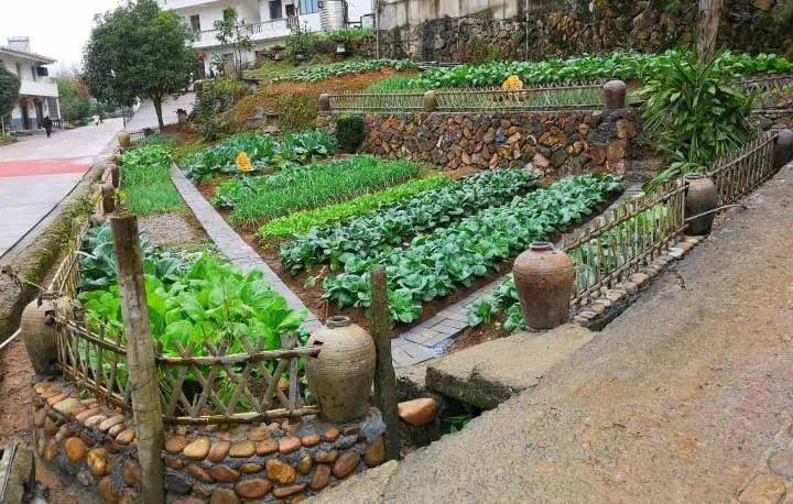 一米菜园变身共享菜园游客体验乡村生活