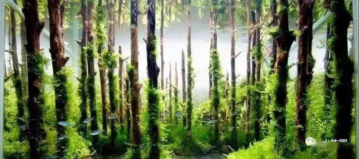 泰国沉木树林草缸造景汇
