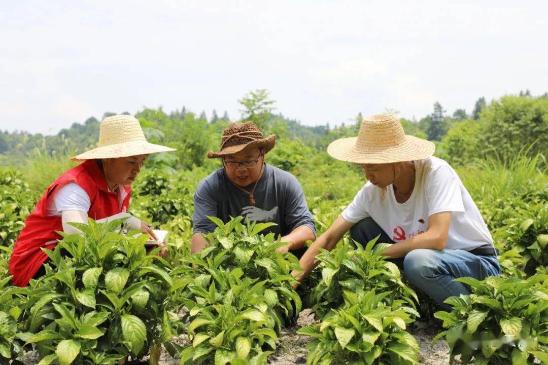 向阳村板蓝根种植基地负责人龙康宪(中)与农业服务队员一起开展田间管