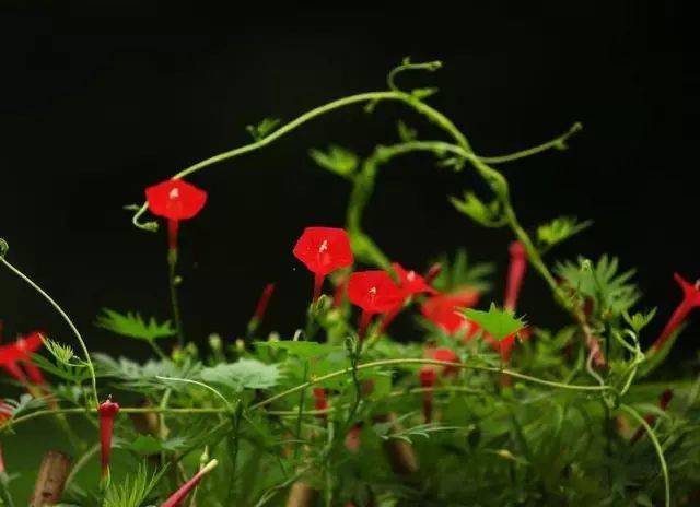 茑萝花