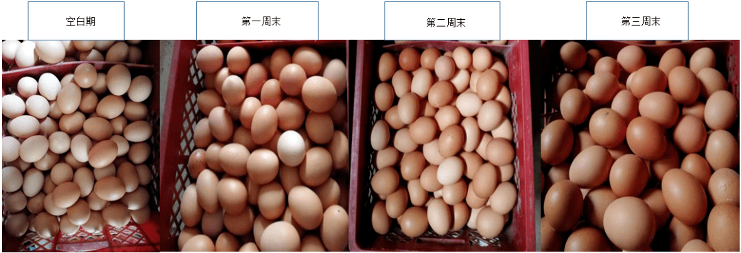 艾格菁效用实证2改善鸡蛋品质