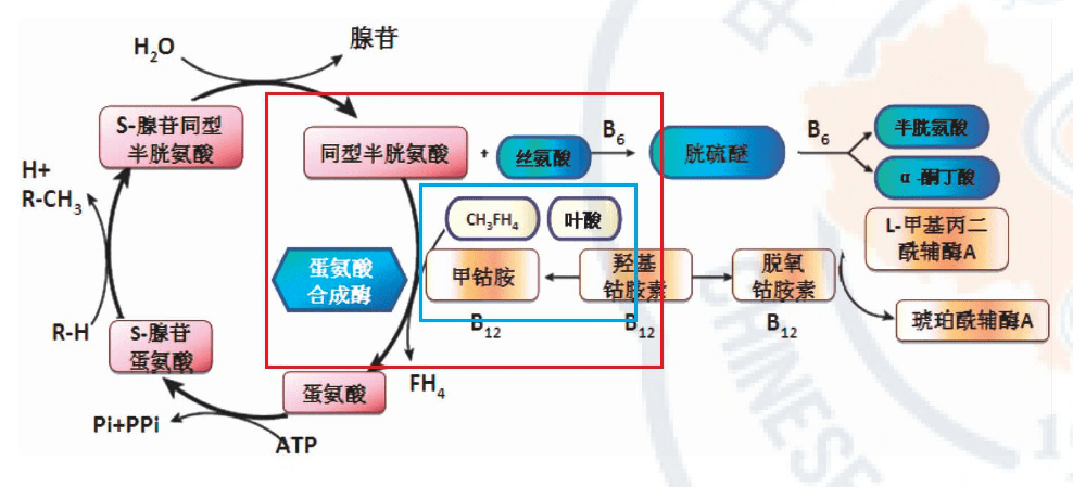 多个研究证实补充叶酸和维生素 b12 均可以减轻培美曲塞的血液毒性