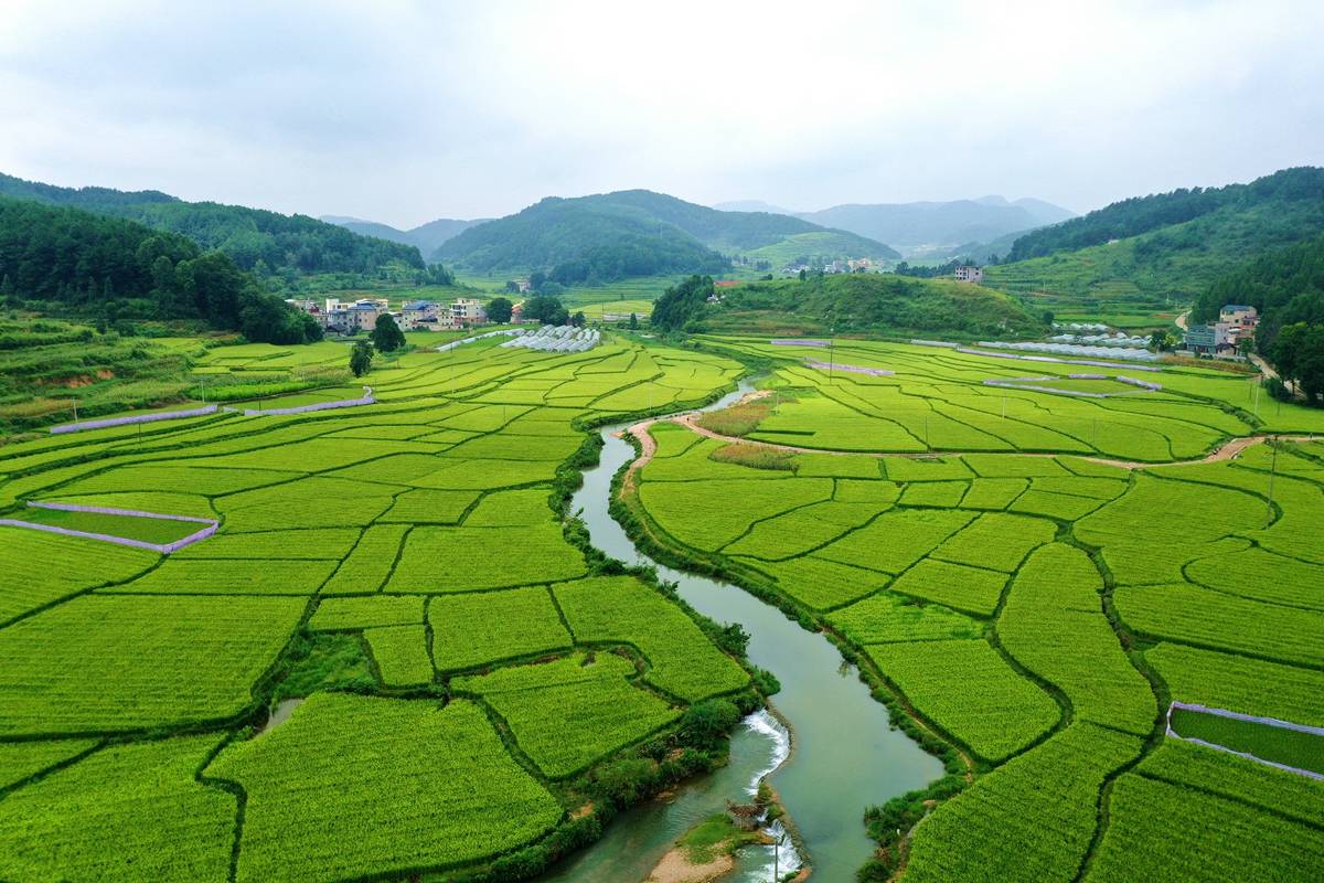 贵州岑巩:初秋田园 稻花飘香