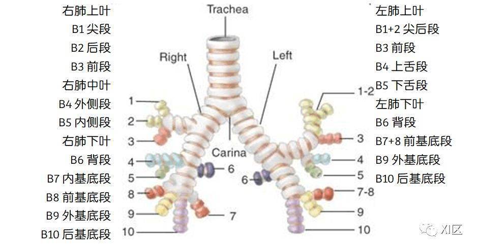 段支气管的命名 气管树的动态观察视频 肺的断层分段示意图 在进行肺