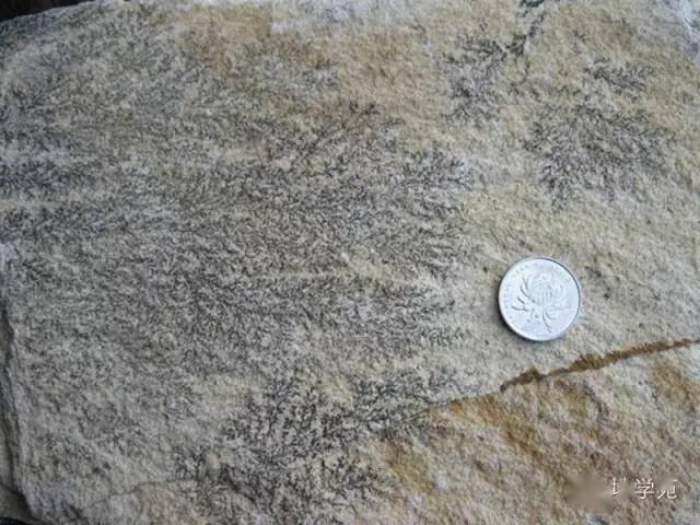 (五十一)灰岩(上)和岩浆岩(下)表面的假化石--树枝石,摄于安徽北部.