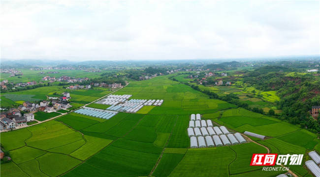 湖南省衡阳市衡阳县渣江镇三马新村西甜瓜基地.