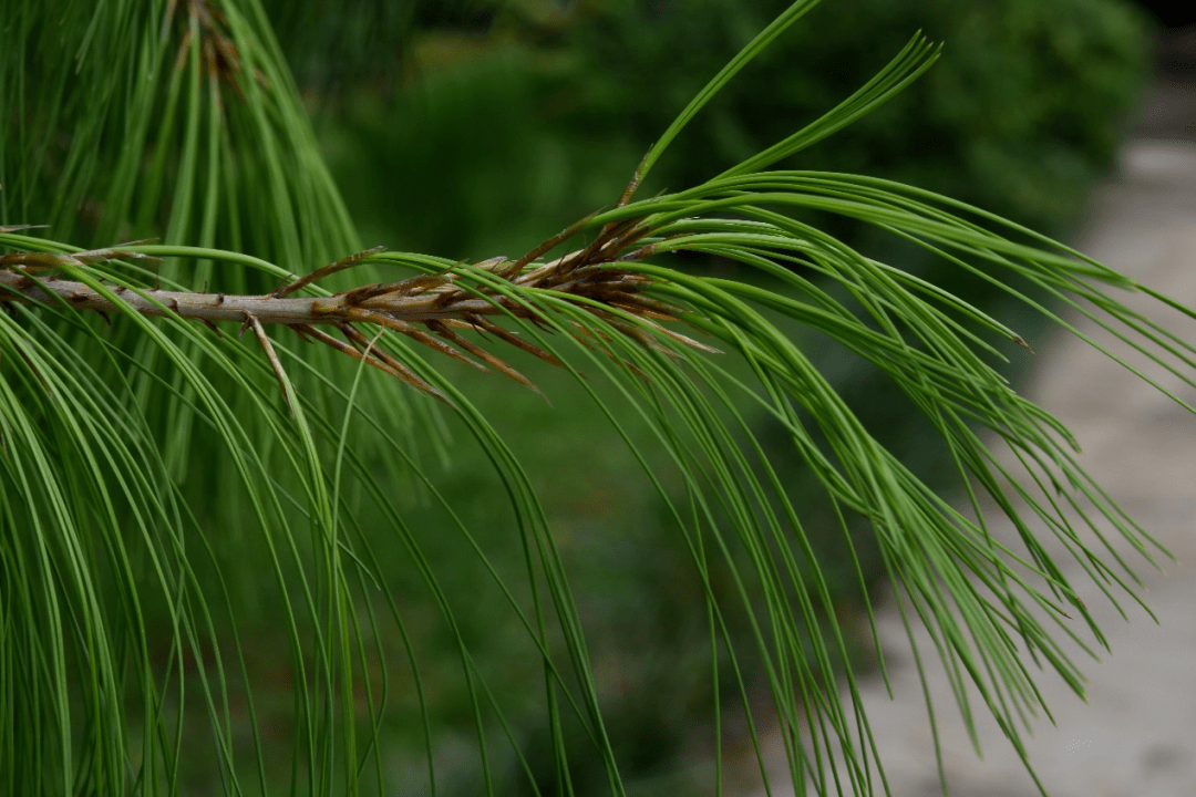 巧家五针松的针叶