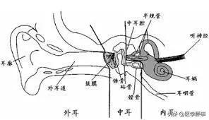 图片来源:giphy 对于那些有耳朵的动物来说,耳朵的结构分为外耳,中耳