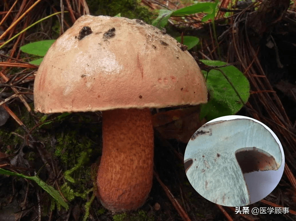 苦味粉孢牛肝菌(tylopilus neofelleus(图片来源:杨祝良)c.