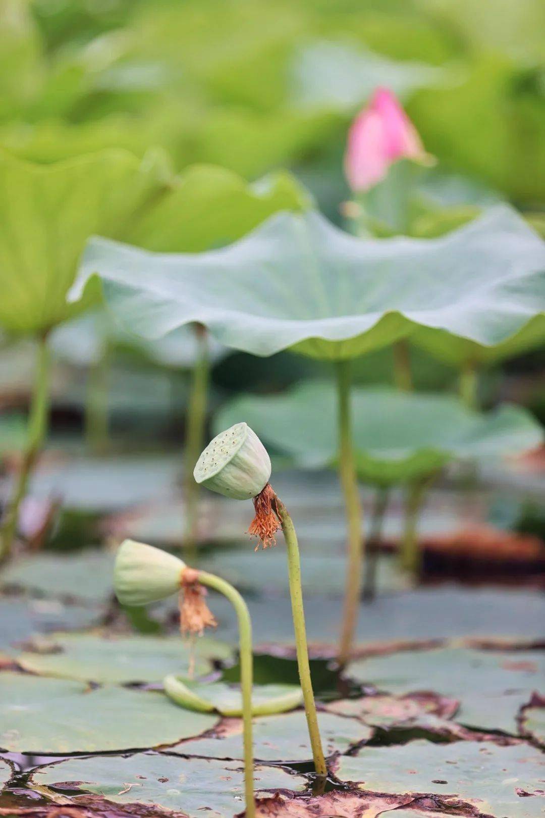 "荷"你有约,静待君来_荷花
