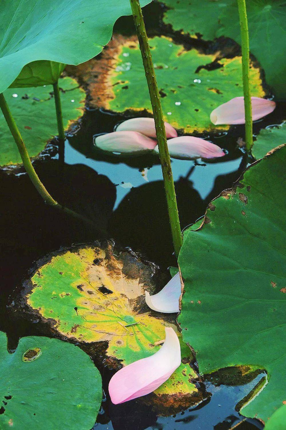 "荷"你有约,静待君来_荷花