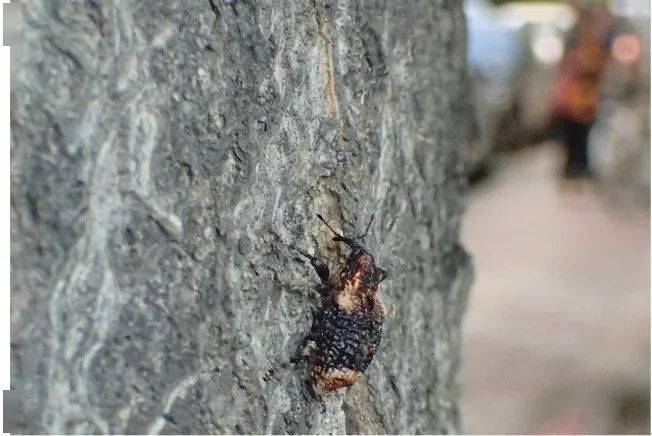 沟框甲也是喜欢在臭椿树上栖息的昆虫,不过这次同样没有遇到,不知道
